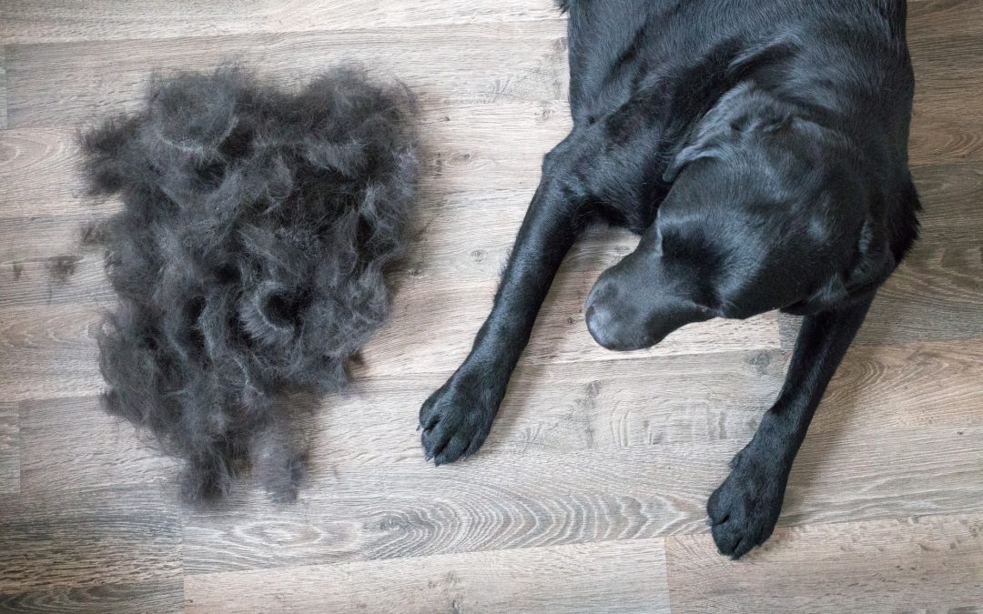 Pet Hair Removal: Our Best Cleaning Tips and Tricks for Pet Owners