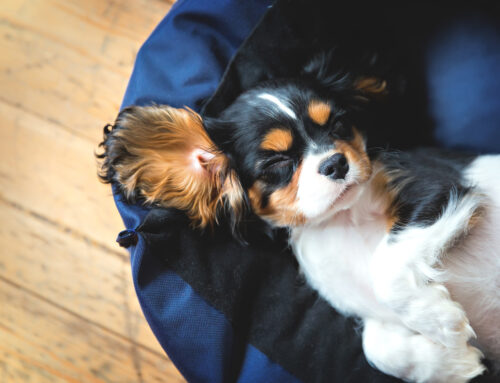 Pet Hair Problems? Summer Cleaning Tips for Boise Pet Owners