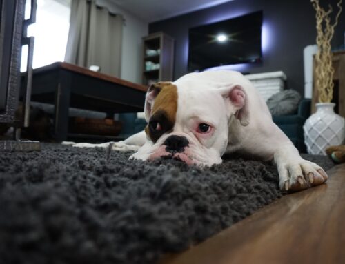 Mastering Pet Odor Removal in Boise: Tips From the Pros